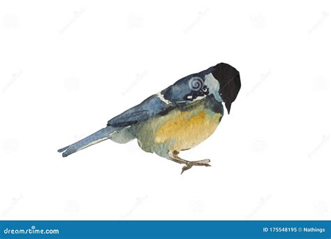 Blue Tit Bird Isolated On White Background Original Watercolor