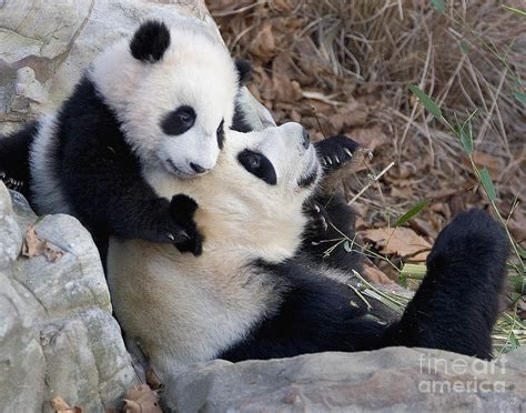 Panda Cub And Mom Photograph By Jack Nevitt