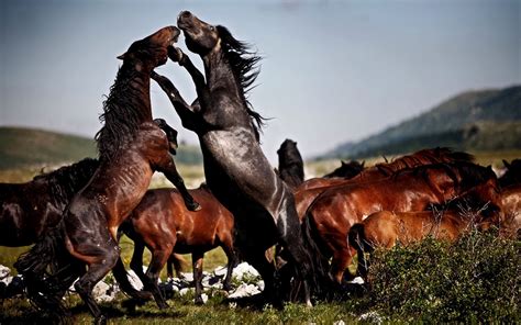 Wild Horse Desktop Wallpapers 70 Images