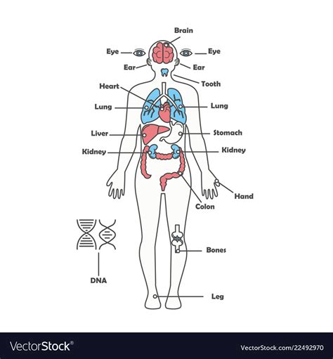Male Internal Organs Of Human Body Back Side Of Human Body Male Organ