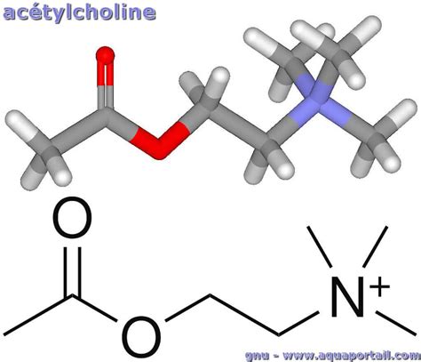 Structure Of Acetylcholine