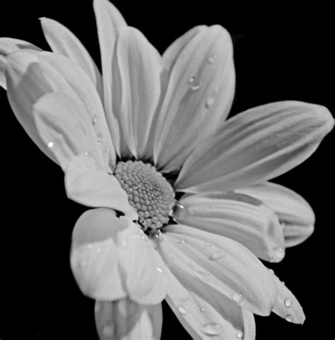 White Flower Stock Photo Single White Flower Free Stock Photo Public