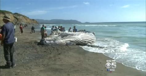 Scientists Find Evidence Dead Humpback Whale On Pacifica Beach Was Hit