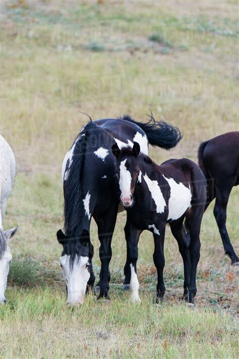 Wild Horses In Theodore Roosevelt National Park North Dakota United