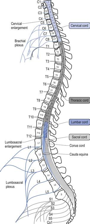 The Spinal Cord And Peripheral Nerves Neupsy Key