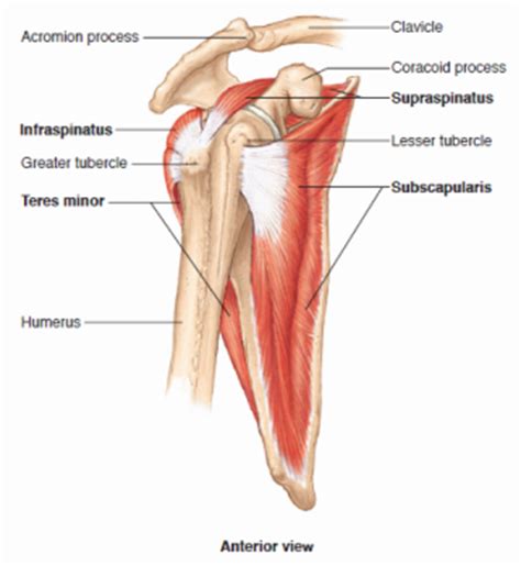 The lesser tubercle of the humerus is minor elevation on the front of the upper end of the humerus, just above the surgical neck. Shoulder Anatomy - MKS
