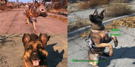 Fallout 4 Where To Find Dogmeats Armor And 7 Other Things You Should