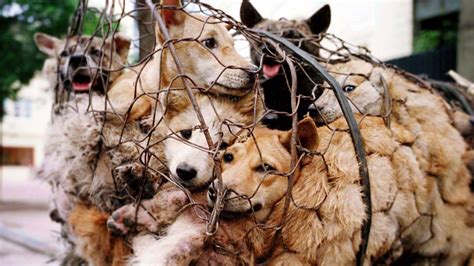 The veterinary services department today revealed that there was a 30 per cent rise in the number of reported animal abuse cases across the country from 510 in 2017 to 662 cases last year. Petition · Stop Animal Cruelty and Abuse in China · Change.org
