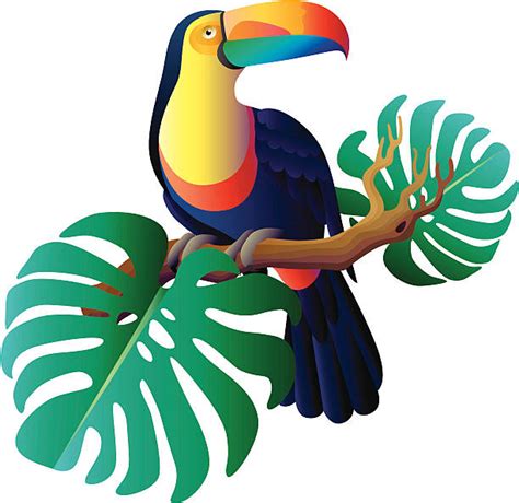 Toucan Illustrations Royalty Free Vector Graphics And Clip