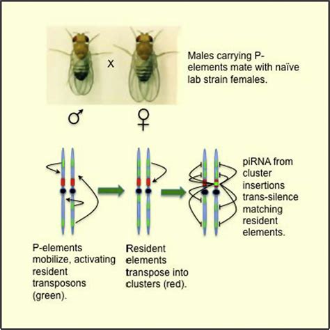 Adaptation To P Element Transposon Invasion In Drosophila Melanogaster
