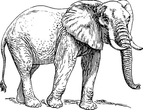Gambar African Elephant Coloring Page Samantha Bell Elephants Pages Di
