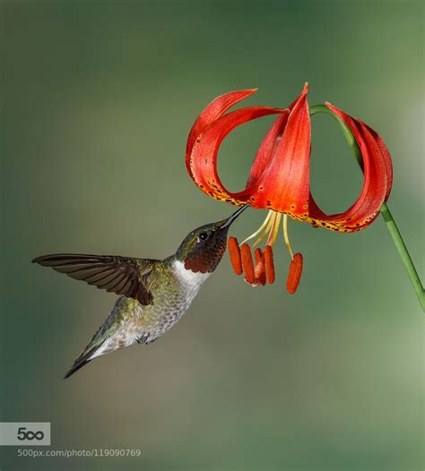 Photo2inspire Hummingbird Lily Beautiful Birds