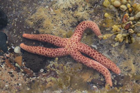 Lovely Sea Star Found In Tide Pools At Phillip Island Australia
