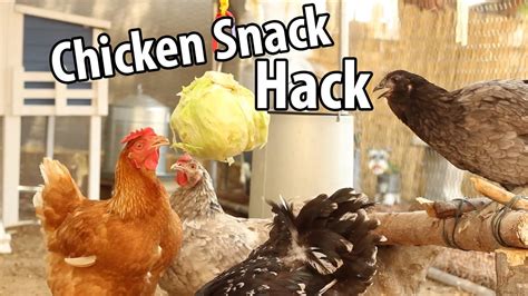 Best Way To Hang Cabbage For Chickens Youtube