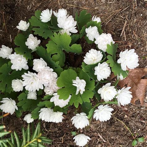 Double Bloodroot Plants Flowers My Passion