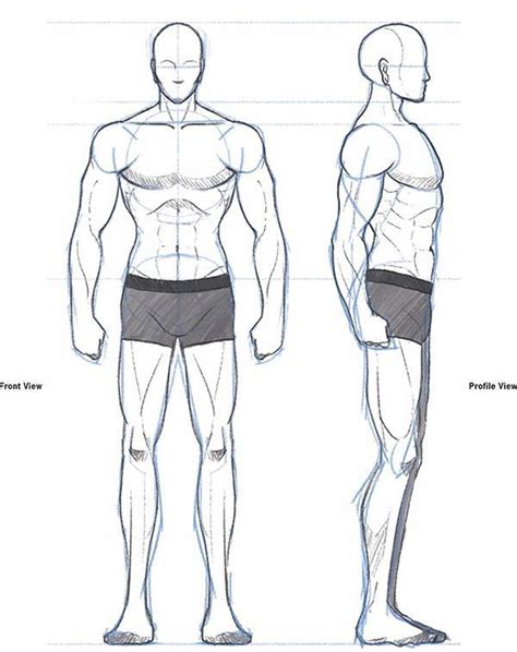 Sketching Animation Male Body Drawing Body Drawing Human Body Drawing