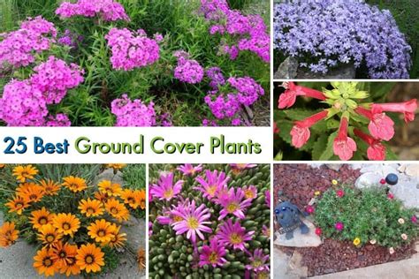25 Best Ground Cover Plants For Your Garden Gardenoid