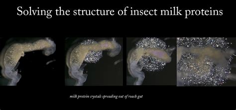 How Much Protein Is In A Cockroach Roach Cockroach Insect