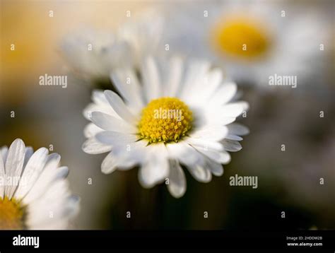Selective Shallow Focus Shot Of A Common Daisy Flower Stock Photo Alamy