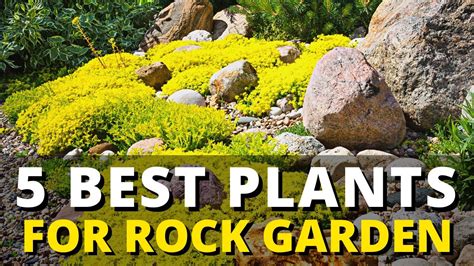 Plants For Rock Gardens Fasci Garden