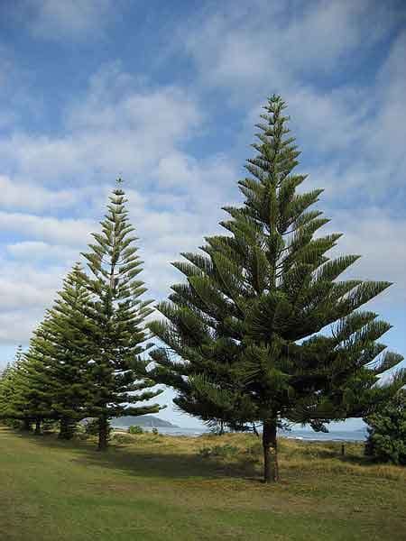 Norfolk Island Pine Horticulture