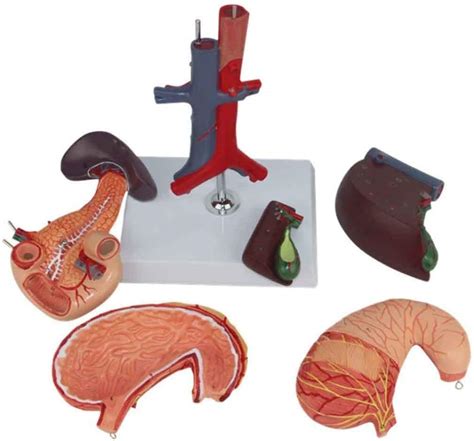 Buy Whp Assembly Model Liver Anatomy Model Pcs Human Stomach Liver Gallbladder Pancreas