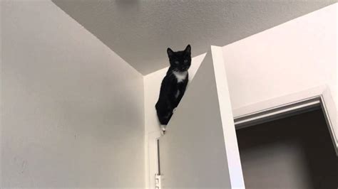crazy cat climbing the walls youtube