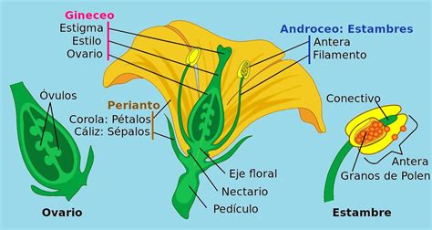 Explica brevemente qué es el androceo y el gineceo en plantas