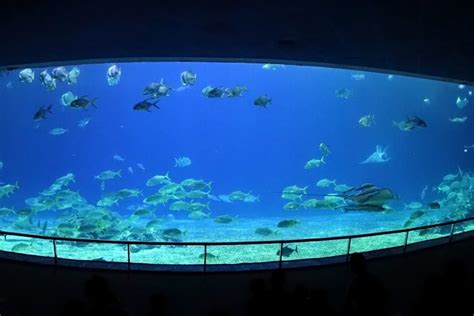10 Best Aquariums In The World 2021 Pricesize And More