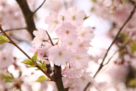 Free Images Tree Branch Fruit Flower Petal Food Spring Produce