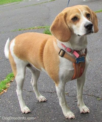 Beagles can be lemon and white, orange and white, red and white, or tricolor. Beagle Dog Breed Information and Pictures