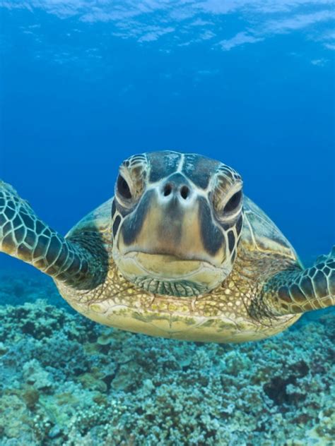 Free Download Swimming Underwater Hd Animal Wallpaper Turtles