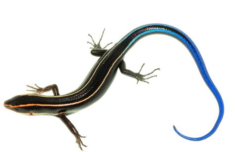 Unimaginably Interesting Facts About The Blue Tailed Skink