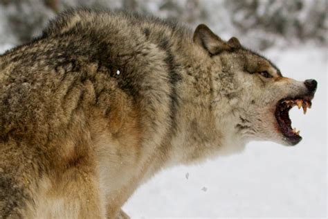 White Wolf 10 Pictures Of Growling Wolves That Will Awaken Your Alpha