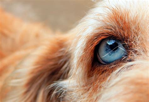 Uvéite Canine Symptômes Et Traitement Nos Amis Les Animaux