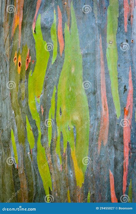 Rainbow Eucalyptus Tree Bark Stock Image Image Of Closeup Close