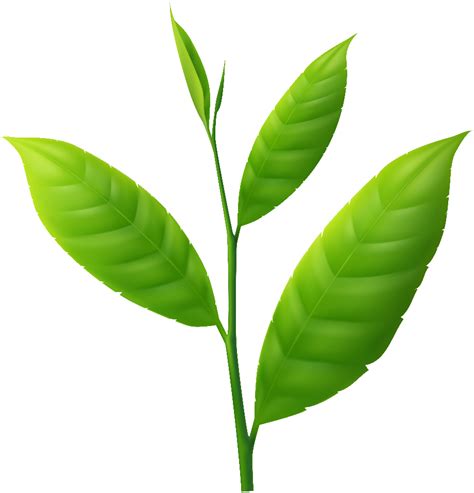 Download High Quality Plant Clipart Small Transparent Png Images Art