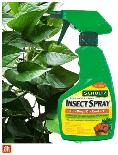 Natural Insecticide For Indoor Plants A Complete Guide Martlabpro