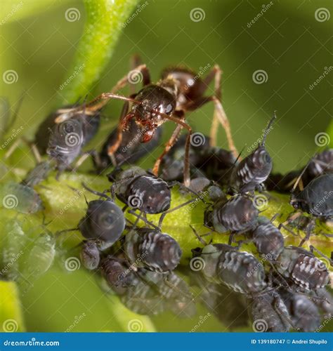 Ants And Aphids On The Plant Stock Image Image Of Milk Colony 139180747