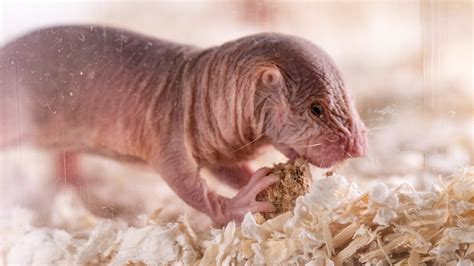 Naked Mole Rat Colonies Have Their Own Dialectsselected By Their