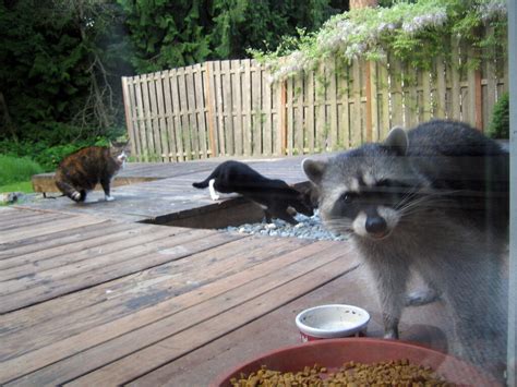 Raccoons And Cats Get Along Coadey Fox Flickr