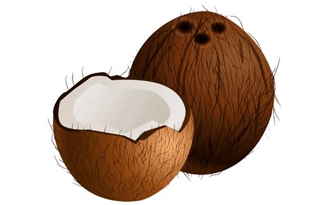 Coconut Drawing Png Transparent