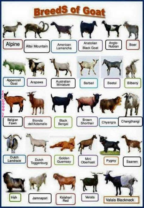 Goat Farming Getting Back To Basics With Images Sheep Breeds Goat