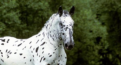noriker horsebreed cavalluna passion  horses   horses horse breeds horse