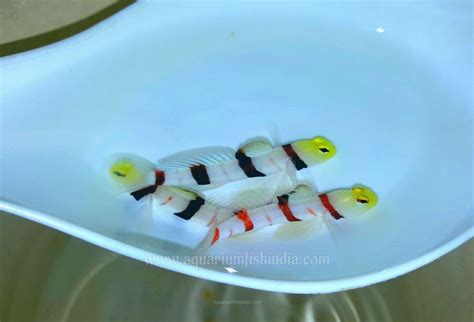 Hi Fin Red Banded Goby Aquarium Fish India