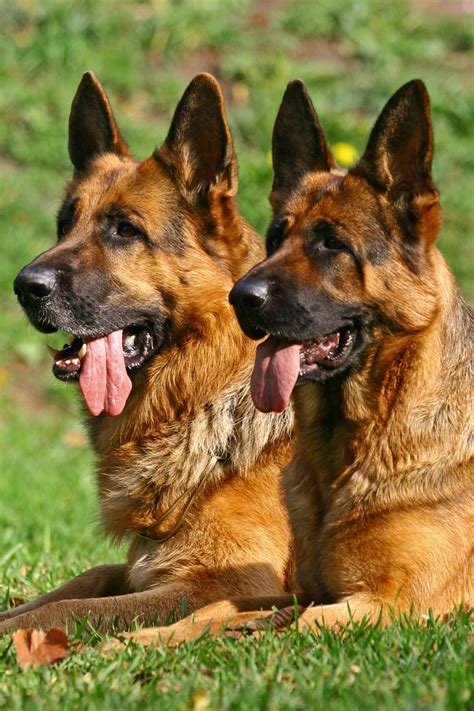 Is German Shepherds A Good Family Dog