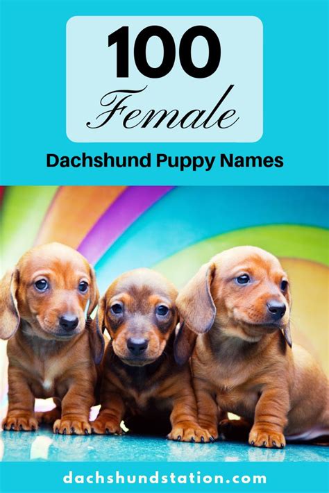 Best Dachshund Names Of 2022 Dachshund Station Puppy Names