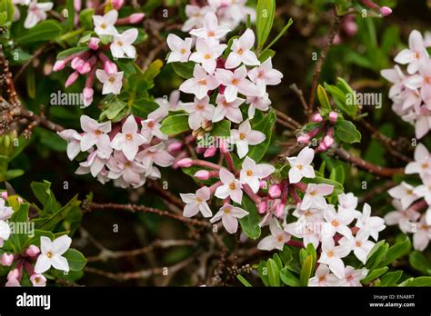 Fragrant Flowers Of The Evergreen Spring Flowering Shrub Daphne X