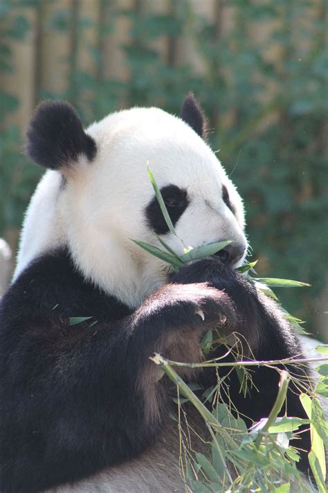 But let's be honest, newborn pandas are a bit. Panda @ Toronto Zoo Photo by: Marcy Stickle | Zoo photos ...