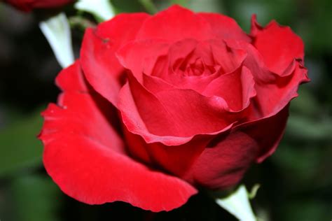 Foto Gratis Petali Rosa Rossa Flora Fiore